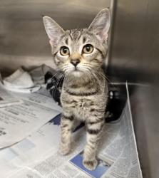 Shelter Stray Female Cat last seen , 3201 Lacy St, Los Angeles, CA 90031, USA