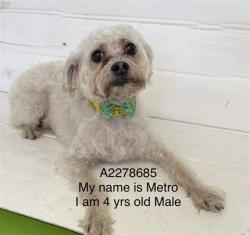 Shelter Stray Male Dog last seen , 1850 W 60th St, Los Angeles, CA 90047, USA