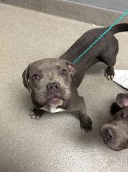Shelter Stray Male Dog last seen Near BLOCK LAWRENCE ST, NORTH LAS VEGAS NV 89081, 655 N Mojave Rd, Las Vegas, NV 89101, USA