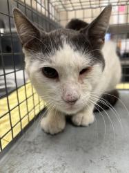 Shelter Stray Male Cat last seen Near BLOCK WARHAWK AVE, LAS VEGAS NV 89115, 655 N Mojave Rd, Las Vegas, NV 89101, USA