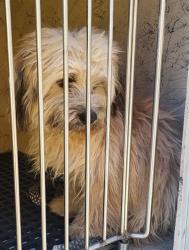 Shelter Stray Male Dog last seen Near BLOCK BOULDER HWY, LAS VEGAS NV 89121, 655 N Mojave Rd, Las Vegas, NV 89101, USA