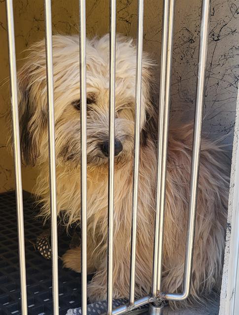 Shelter Stray Male Dog last seen Near BLOCK BOULDER HWY, LAS VEGAS NV 89121, 655 N Mojave Rd, Las Vegas, NV 89101, USA