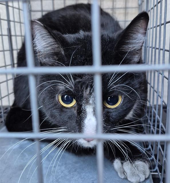 Shelter Stray Unknown Cat last seen Near BLOCK LINDELL RD, LAS VEGAS NV 89118, 655 N Mojave Rd, Las Vegas, NV 89101, USA