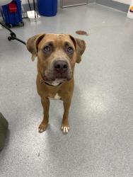 Shelter Stray Male Dog last seen Near, 2600 S Harding St, Indianapolis, IN 46221, USA