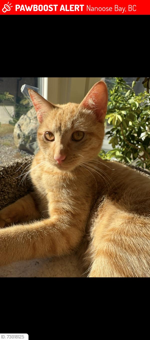 Lost Male Cat last seen Pacific Shores Trail, north west bay road Nanoose bay, Nanoose Bay, BC 