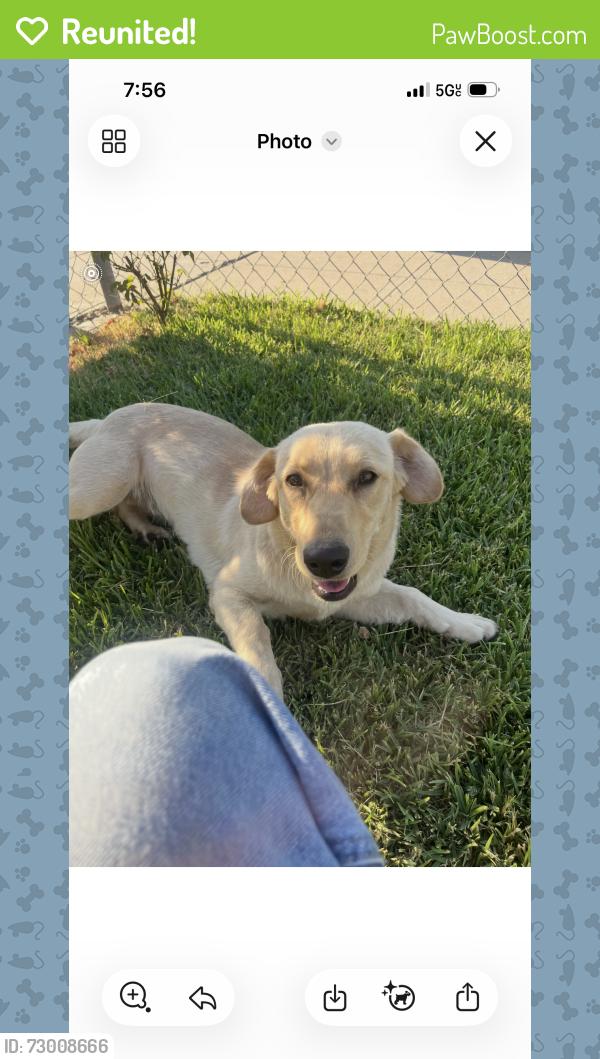 Reunited Female Dog last seen Magnolia Ave and Perris St, San Bernardino, CA 92411