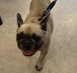 Shelter Stray Female Dog last seen , 957 N Gaffey St, San Pedro, CA 90731, USA