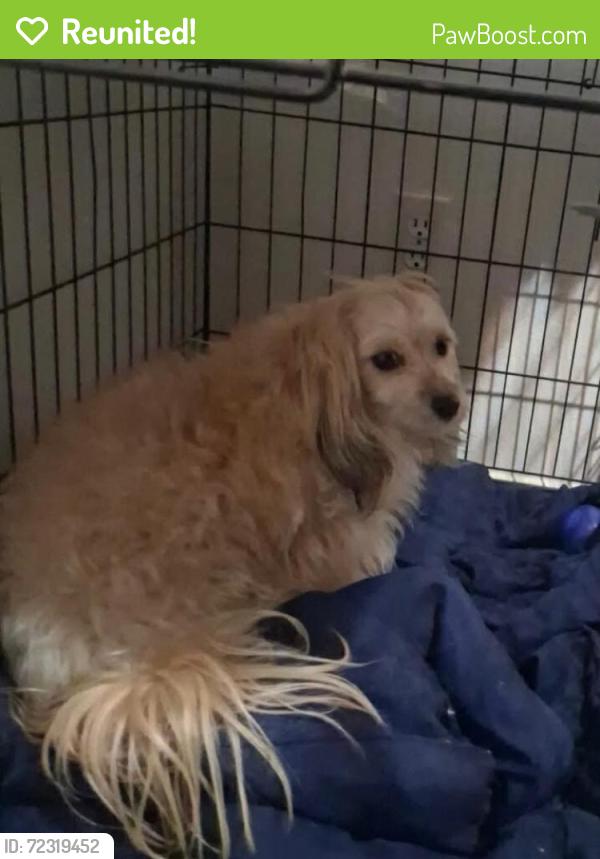 Reunited Female Dog last seen 141th Street, Gardena, CA 90247
