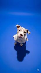 Shelter Stray Female Dog last seen Near BLOCK 1ST AVE S, 2020 Forest St, Jacksonville, FL 32204, USA