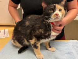 Shelter Stray Female Cat last seen Near BLOCK EL MORRO RD, COLORADO SPRINGS CO 80910, 610 Abbot Ln, Colorado Springs, CO 80905, USA