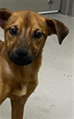 Shelter Stray Female Dog last seen Near N BEARDALL AVE, SANFORD FL 32771, 232 Eslinger Way, Sanford, FL 32773, USA