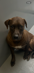 Found/Stray Female Dog last seen Central Ave W and Kent St, Saint Paul, MN 55103
