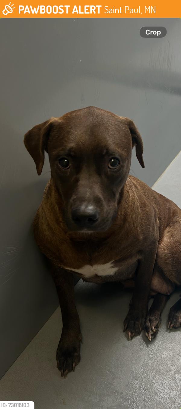 Found/Stray Female Dog last seen Central Ave W and Kent St, Saint Paul, MN 55103