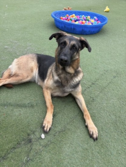 Shelter Stray Female Dog last seen , 11361 W Pico Blvd, Los Angeles, CA 90064, USA