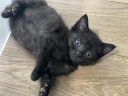 Shelter Stray Female Cat last seen CHARLOTTE, 8315 Byrum Dr, Charlotte, NC 28217, USA