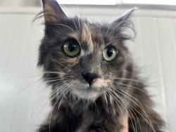 Shelter Stray Female Cat last seen Near BLOCK S MT VERNON, 333 Chandler Pl, San Bernardino, CA 92408, USA