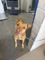 Shelter Stray Male Dog last seen OWEN AND HEATHER, 333 Chandler Pl, San Bernardino, CA 92408, USA