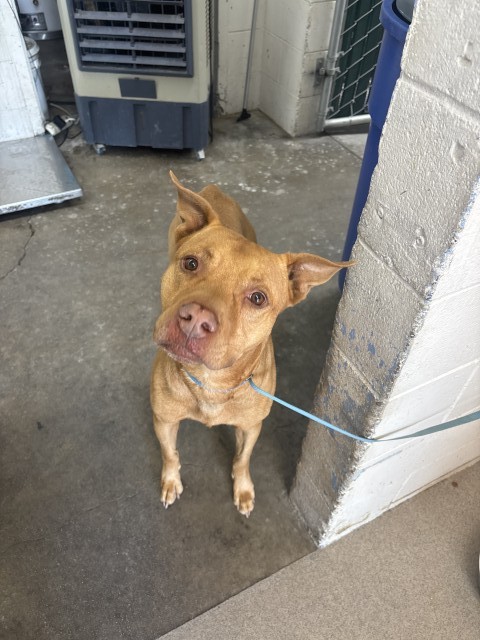 Shelter Stray Male Dog last seen OWEN AND HEATHER, 333 Chandler Pl, San Bernardino, CA 92408, USA
