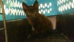 Shelter Stray Male Cat last seen CHARLOTTE, 8315 Byrum Dr, Charlotte, NC 28217, USA