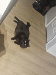 Lost Male Cat last seen Vintage apmts, Ontario, CA 91764