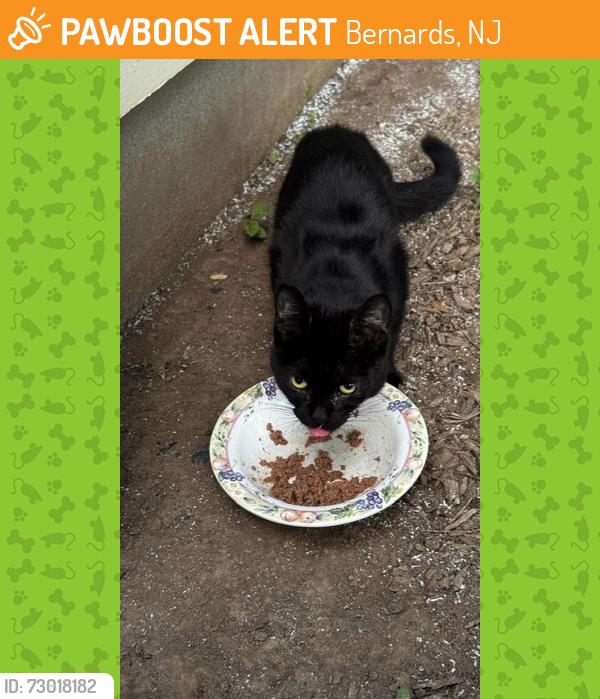 Found/Stray Unknown Cat last seen Village Drive and Lord Stirling Road, Bernards, NJ 07920