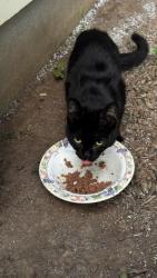 Found/Stray Unknown Cat last seen Village Drive and Lord Stirling Road, Bernards, NJ 07920