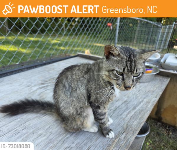 Found/Stray Male Cat last seen Martin Luther King Jr. Drive/Pennsylvania Avenue, Greensboro, NC 27406