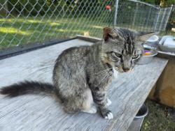 Found/Stray Male Cat last seen Martin Luther King Jr. Drive/Pennsylvania Avenue, Greensboro, NC 27406