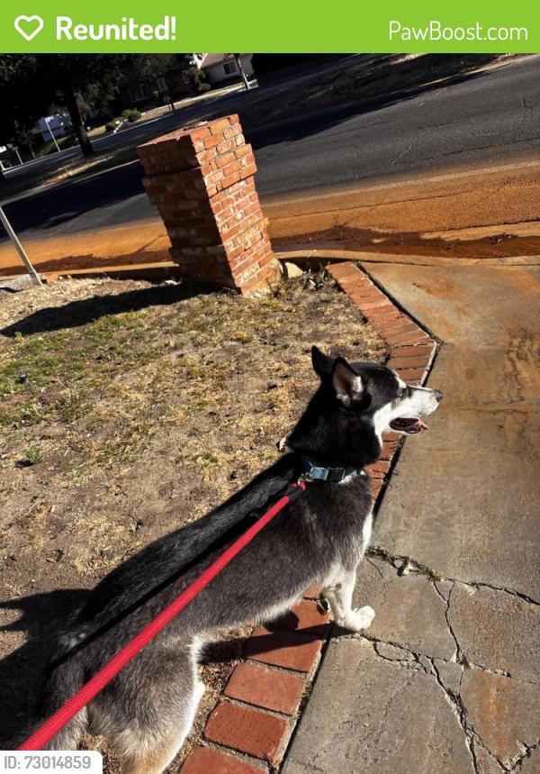 Reunited Male Dog last seen Mulholland road and old topanga canyon, Calabasas, CA 90290