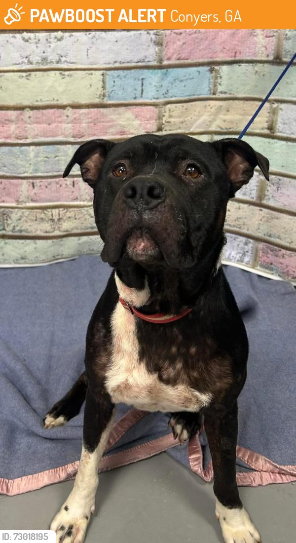 Found/Stray Unknown Dog last seen Located at Rockdale County Animal Service, 1506 Rockbridge Road, Conyers, GA 30012, Conyers, GA 30012