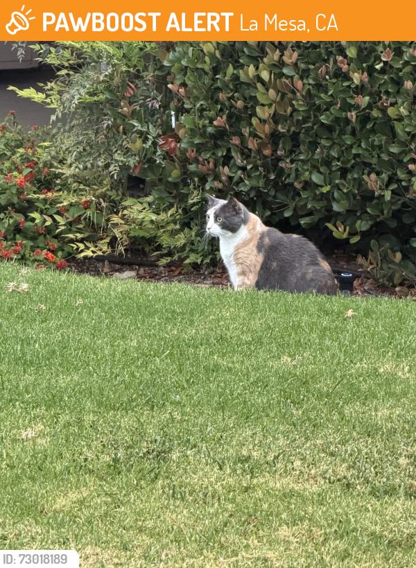 Found/Stray Female Cat last seen In the courtyards of Westwood Village. On the corner of Dale and University ave., La Mesa, CA 91941
