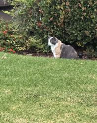 Found/Stray Female Cat last seen In the courtyards of Westwood Village. On the corner of Dale and University ave., La Mesa, CA 91941