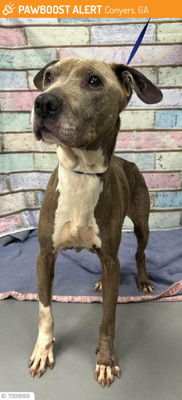 Found/Stray Unknown Dog last seen Located at Rockdale County Animal Service, 1506 Rockbridge Road, Conyers, GA 30012, Conyers, GA 30012
