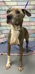 Found/Stray Unknown Dog last seen Located at Rockdale County Animal Service, 1506 Rockbridge Road, Conyers, GA 30012, Conyers, GA 30012