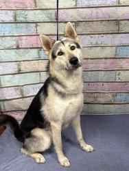 Found/Stray Unknown Dog last seen Located at Rockdale County Animal Service, 1506 Rockbridge Road, Conyers, GA 30012, Conyers, GA 30012