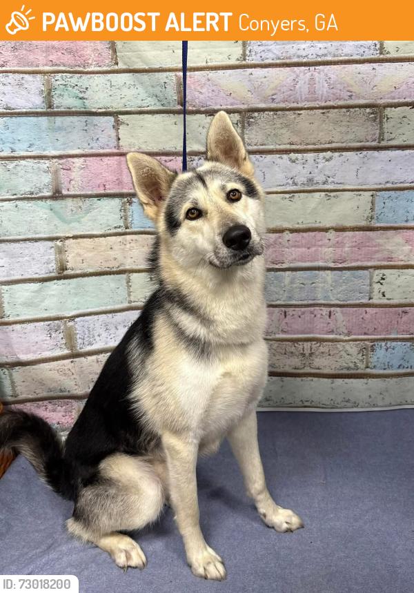 Found/Stray Unknown Dog last seen Located at Rockdale County Animal Service, 1506 Rockbridge Road, Conyers, GA 30012, Conyers, GA 30012