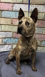 Found/Stray Unknown Dog last seen Located at Rockdale County Animal Service, 1506 Rockbridge Road, Conyers, GA 30012, Conyers, GA 30012