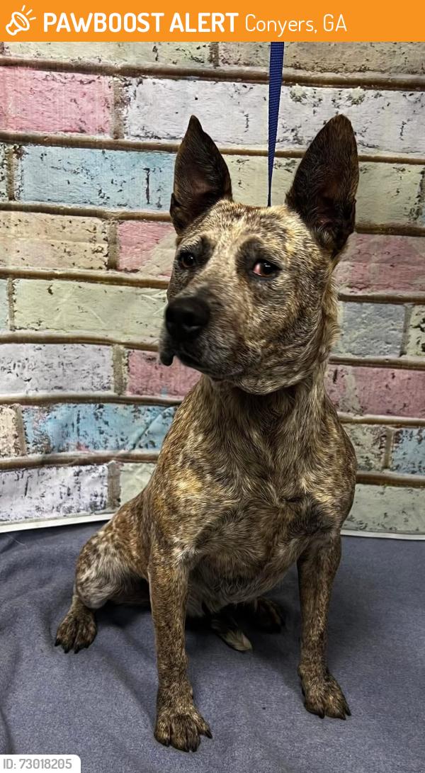 Found/Stray Unknown Dog last seen Located at Rockdale County Animal Service, 1506 Rockbridge Road, Conyers, GA 30012, Conyers, GA 30012