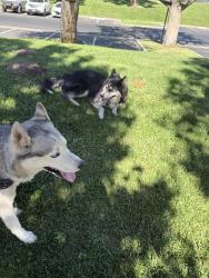 Found/Stray Unknown Dog last seen Palmdale and 5th st E, Palmdale, CA 93550