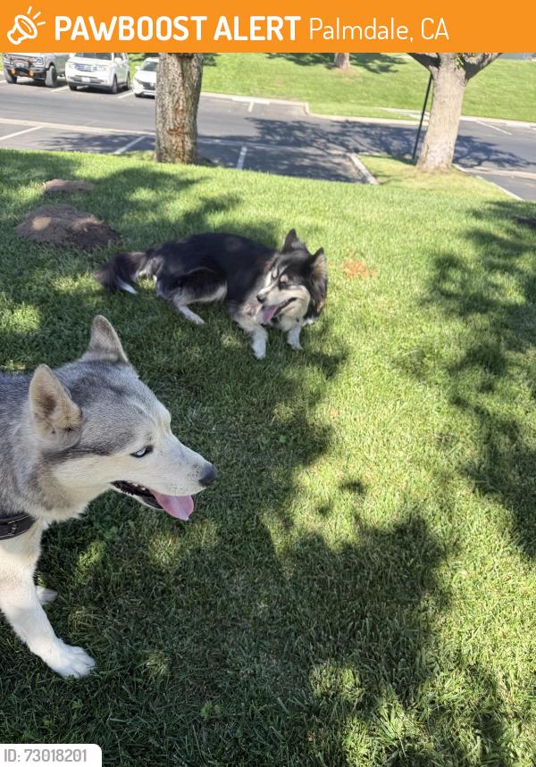 Found/Stray Unknown Dog last seen Palmdale and 5th st E, Palmdale, CA 93550
