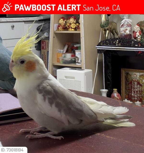 Lost Male Bird last seen Mount blanc way & mount mckinley dr, San Jose, CA 95127