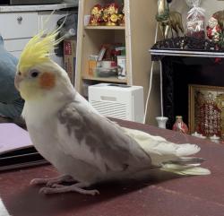 Lost Male Bird last seen Mount blanc way & mount mckinley dr, San Jose, CA 95127