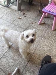Found/Stray Male Dog last seen Gardendale Gneiss , Downey, CA 90242