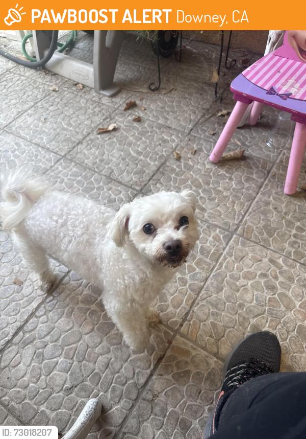 Found/Stray Male Dog last seen Gardendale Gneiss , Downey, CA 90242