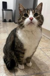 Lost Male Cat last seen Glenboig Road, Gartcosh, Scotland G69 8HD