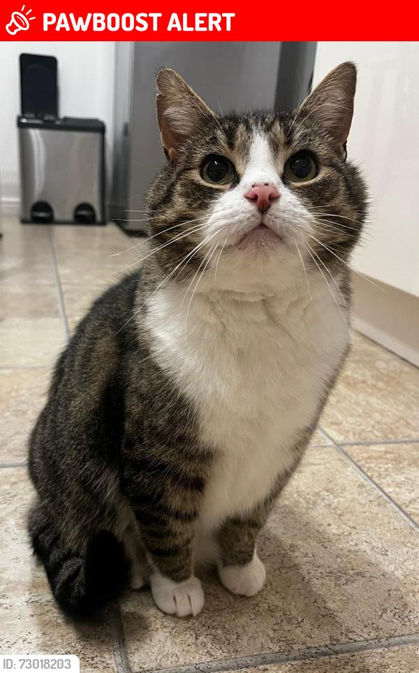 Lost Male Cat last seen Glenboig Road, Gartcosh, Scotland G69 8HD