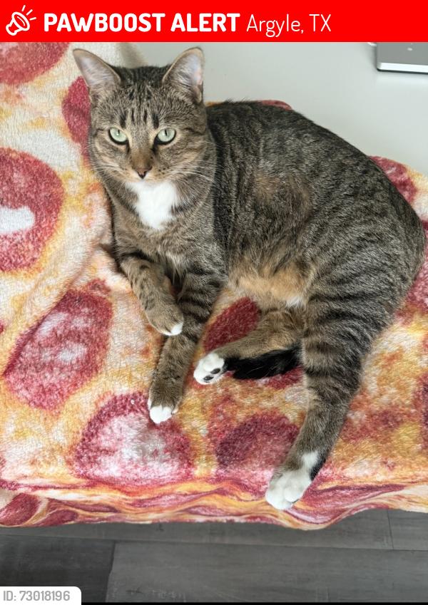 Lost Male Cat last seen 20th Street and Sunflower Ave , Argyle, TX 76226