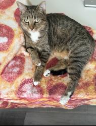Lost Male Cat last seen 20th Street and Sunflower Ave , Argyle, TX 76226