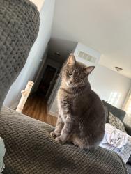 Lost Male Cat last seen Crestwood Ln Commonwealth Drive, Bolingbrook, IL 60440