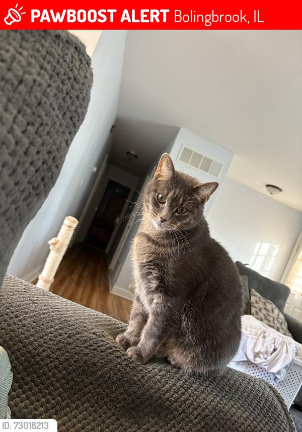 Lost Male Cat last seen Crestwood Ln Commonwealth Drive, Bolingbrook, IL 60440